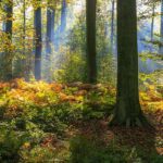 Welkom bij Haasrode.be